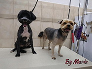 Frizerie canina Aparatorii Patriei