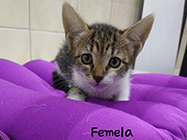 Frizerie canina Aparatorii Patriei