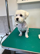 veterinar militari residence