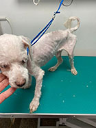 veterinar militari residence