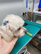 veterinar militari residence