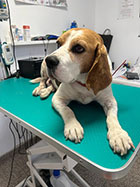 veterinar militari residence