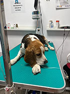 veterinar militari residence