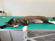 Veterinar Militari Residence