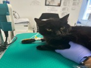 Veterinar Militari Residence