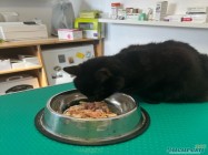 Veterinar Militari Residence