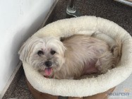 Veterinar Militari Residence