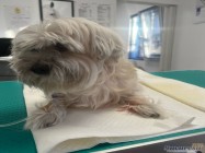 Veterinar Militari Residence