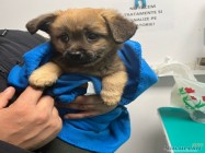 Veterinar Militari Residence