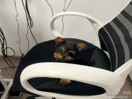 Veterinar Militari Residence