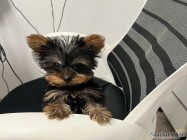 Veterinar Militari Residence