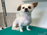 Veterinar Militari Residence