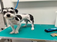 Veterinar Militari Residence