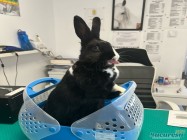 Veterinar Militari Residence