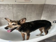 Veterinar Militari Residence