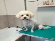 Veterinar Militari Residence