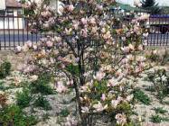 Caminul de batrani Ciprian si Iustina Mogosoaia