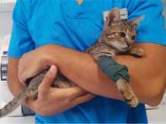 Cabinet veterinar pet shop Calea Vacaresti