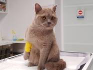 Charlie's Clinic Vet