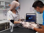 Pet shop Calea Vacaresti