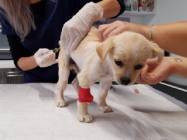 Charlie's Clinic Vet