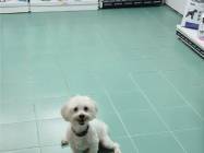 Cabinet veterinar Bijou & Johnny Vet