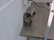 Cabinet veterinar Bijou & Johnny Vet