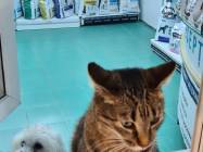 Pet shop Drumul Taberei