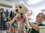 Cosmetica canina Drumul Taberei