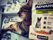 Cabinet veterinar Bijou & Johnny Vet