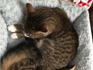 Cabinet Veterinar Lilith Vet