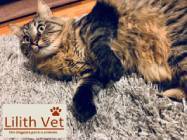 Cabinet veterinar Mosilor Lilith Vet