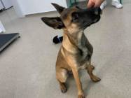 Cabinet Veterinar Lilith Vet