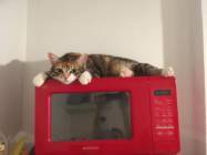 Cabinet Veterinar Lilith Vet