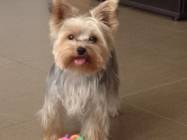 Cabinet veterinar Mosilor Lilith Vet