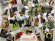 Cabinet Veterinar Lilith Vet