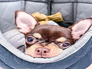 cabinet veterinar mosilor Lilith Vet