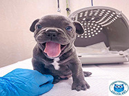 cabinet veterinar mosilor Lilith Vet