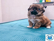 cabinet veterinar mosilor Lilith Vet