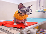 cosmetica canina stefan cel mare