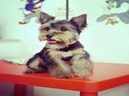 cosmetica canina stefan cel mare