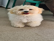 cosmetica canina stefan cel mare