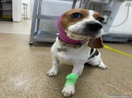 Cabinet veterinar Mosilor Lilith Vet