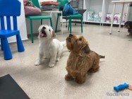 Cabinet veterinar Mosilor Lilith Vet