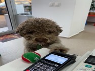 Cabinet veterinar Mosilor Lilith Vet