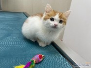 Cabinet veterinar Mosilor Lilith Vet