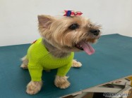 Cabinet veterinar Mosilor Lilith Vet