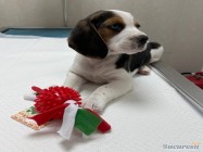 Cabinet veterinar Mosilor Lilith Vet