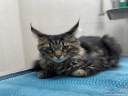 Cabinet veterinar Mosilor Lilith Vet