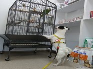 Cabinet veterinar Mosilor Lilith Vet